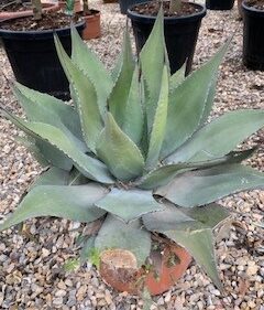 Agave