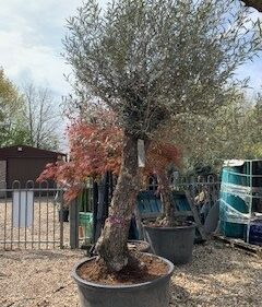 Ancient Olive Tree