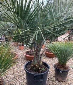 Butia Capitata