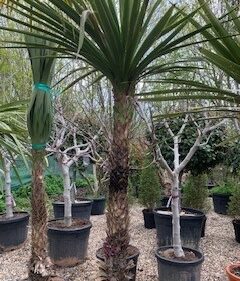 Cordyline Australis