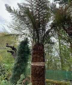 Tree Fern