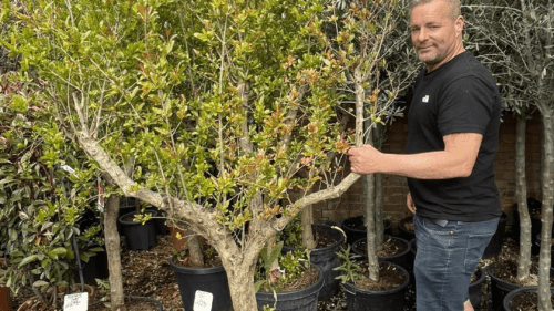 Large Pomegranate Tree