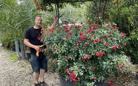 Rose Wishing Well