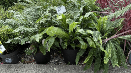 Ferns