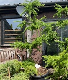 Large Japanese Larch
