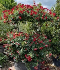 Rose Wishing Well