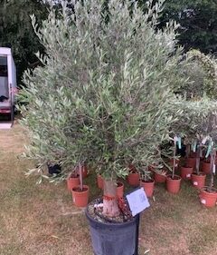 Olives