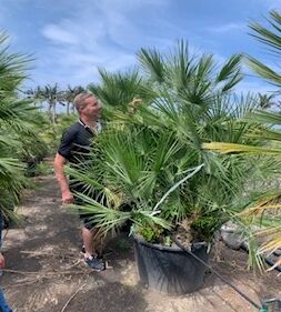 Fan Palm