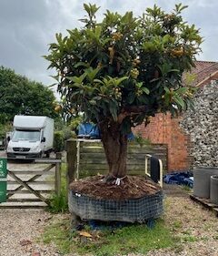 Large Loquat Tree