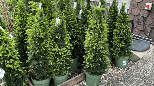 Small Yew Cones